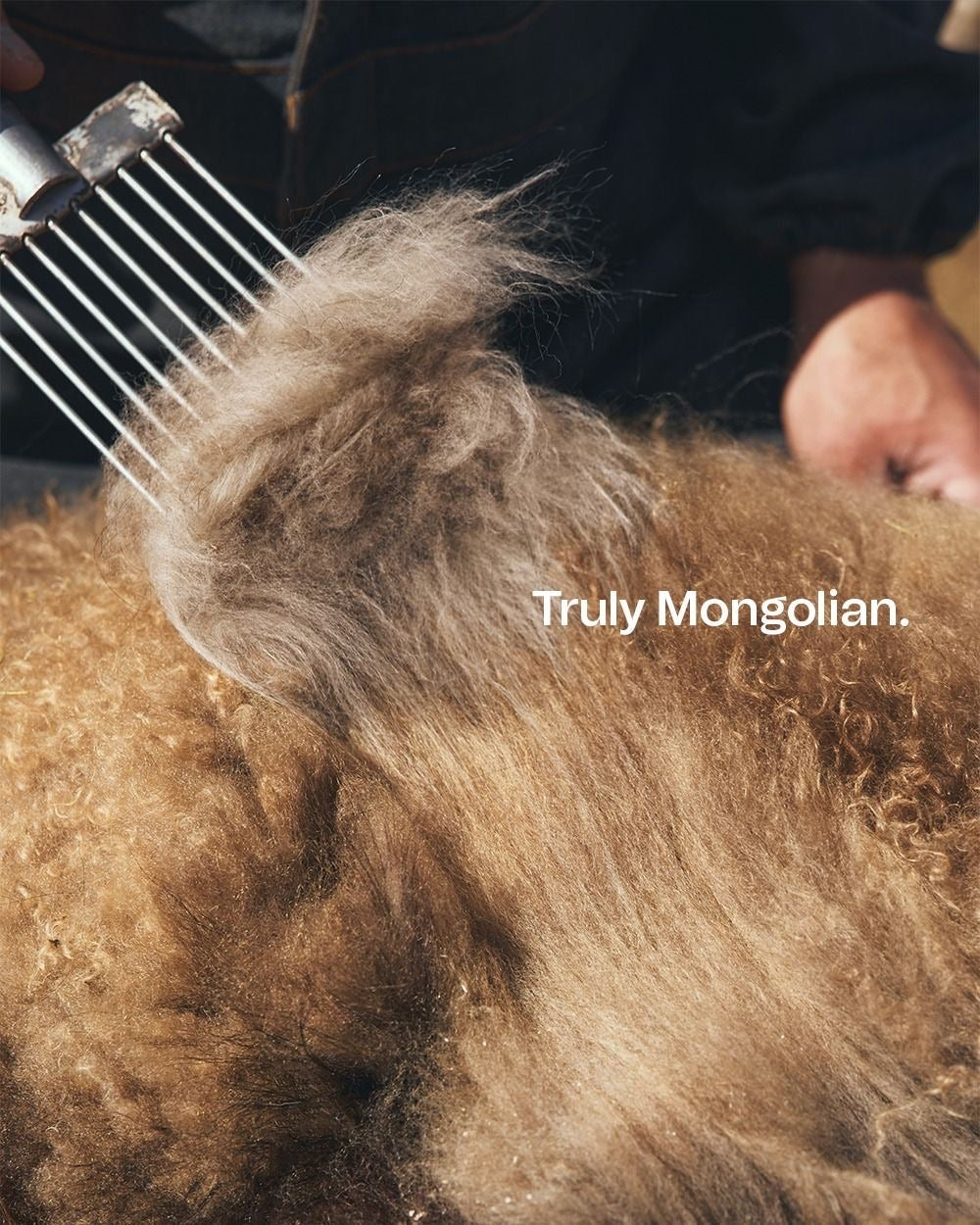 Close-up of a sheep being sheared with a comb, showing the fluffy wool and the brand 'Truly Mongolian'.